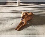 Small Photo #2 Rhodesian Ridgeback-Vizsla Mix Puppy For Sale in Orange Grove, TX, USA