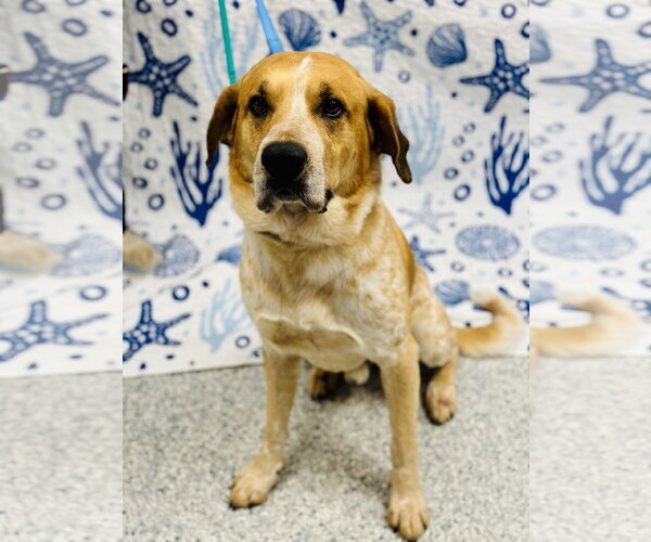 Medium Photo #2 English Coonhound Puppy For Sale in Manahawkin, NJ, USA