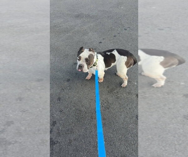 Medium Photo #2 American Pit Bull Terrier-Unknown Mix Puppy For Sale in Caldwell, NJ, USA