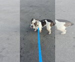 Small #1 American Pit Bull Terrier Mix