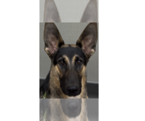 German Shepherd Dog Dogs for adoption in Cupertino, CA, USA