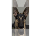 Small German Shepherd Dog