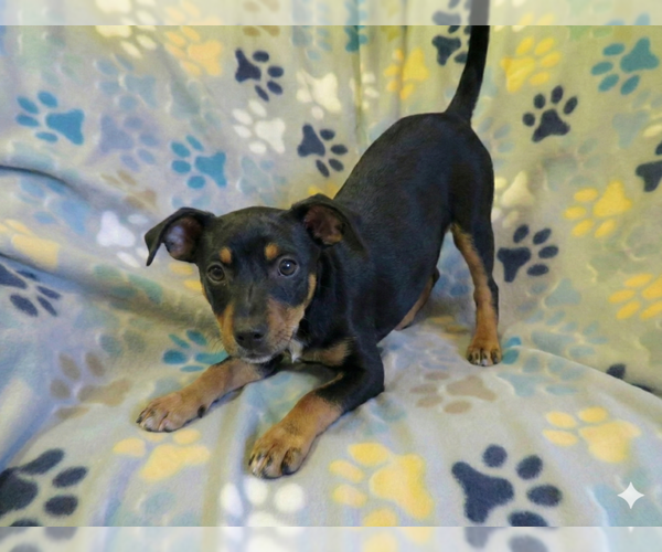 Medium Photo #6 Chiweenie Puppy For Sale in Grovertown, IN, USA
