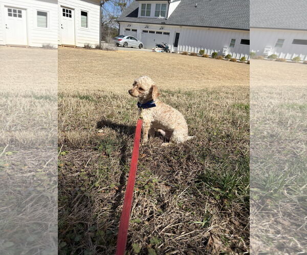 Medium Photo #3 Maltipoo (Miniature) Puppy For Sale in Ball Ground, GA, USA
