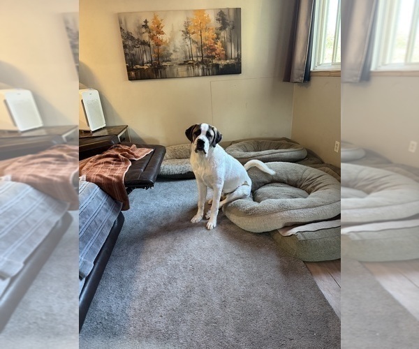 Medium Photo #2 Great Pyrenees-Saint Bernard Mix Puppy For Sale in WARREN, MI, USA