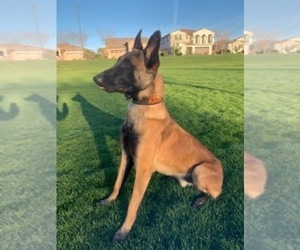 Father of the Belgian Malinois puppies born on 08/08/2019