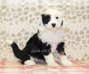 Miniature Bernedoodle Puppy for sale in DENVER, PA, USA