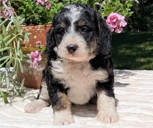 Medium Miniature Bernedoodle