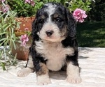 Puppy Luna Miniature Bernedoodle