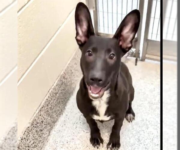 Medium Photo #3 Shepradors Puppy For Sale in Houston, TX, USA