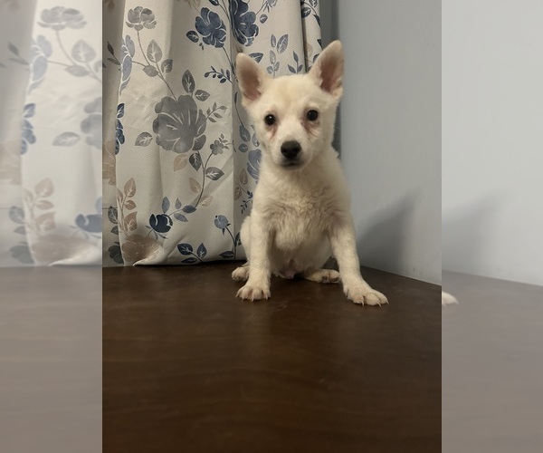 Medium Photo #14 Alaskan Klee Kai Puppy For Sale in DURHAM, CT, USA