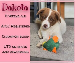Medium Border Collie