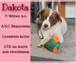 Puppy Dakota Border Collie