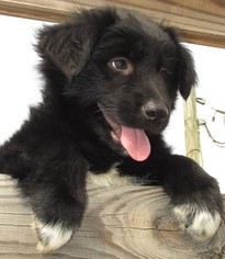 Australian Shepherd Puppy for sale in LYNCHBURG, VA, USA