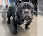 Small Photo #4 Bulldog-Unknown Mix Puppy For Sale in Evansville, IN, USA