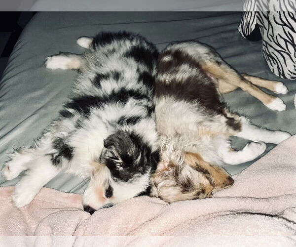Medium Photo #4 Australian Shepherd Puppy For Sale in Staten Island, NY, USA