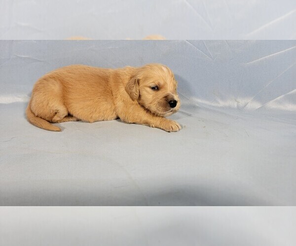 Medium Photo #6 Golden Retriever Puppy For Sale in FALCON, CO, USA