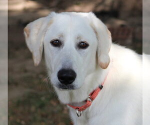 Great Pyrenees-Unknown Mix Dogs for adoption in Aurora, IN, USA