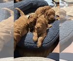Image preview for Ad Listing. Nickname: Litter of 6