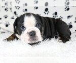 Small Photo #4 English Bulldog Puppy For Sale in COCO RIVER, FL, USA