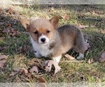 Small #2 Pembroke Welsh Corgi