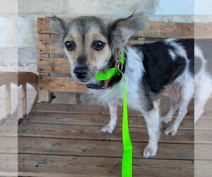 Colonial Cocker Spaniel Dogs for adoption in Chico, CA, USA