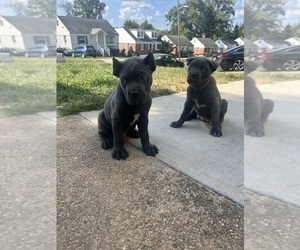 Cane Corso Litter for sale in PIKESVILLE, MD, USA