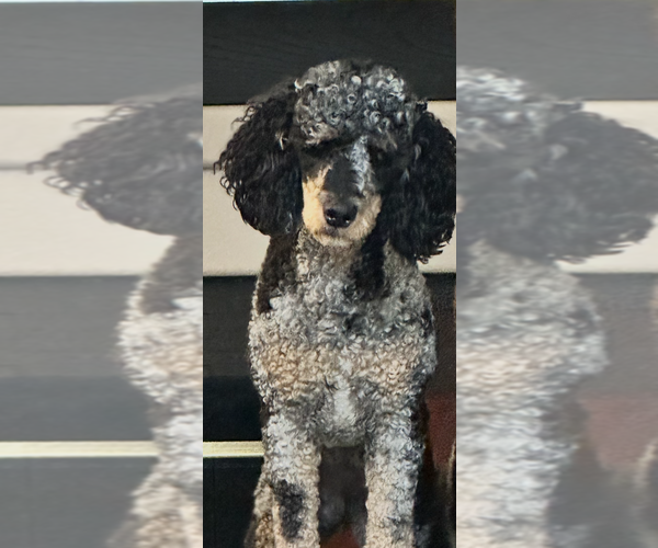 Medium Photo #1 Bernedoodle Puppy For Sale in RANCHO CUCAMONGA, CA, USA