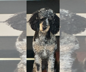 Mother of the Bernedoodle puppies born on 06/06/2026