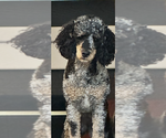 Small Photo #1 Bernedoodle Puppy For Sale in RANCHO CUCAMONGA, CA, USA
