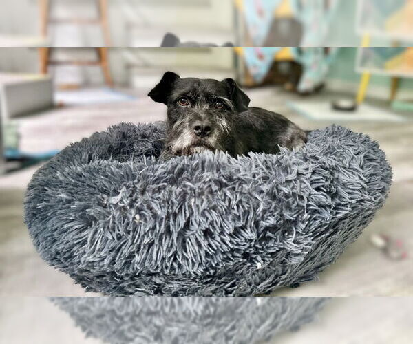 Medium Photo #3 Cairn Terrier-Unknown Mix Puppy For Sale in East Derry, NH, USA