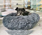 Small #2 Cairn Terrier Mix