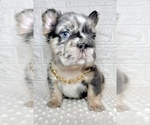 Small #5 French Bulldog