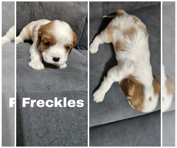 Medium Photo #2 Cavalier King Charles Spaniel Puppy For Sale in SAINT PETERSBURG, FL, USA