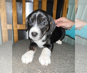 Beagle-Border Collie Mix Puppy for sale in SILVER CREEK, NY, USA