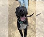 Small Labrador Retriever