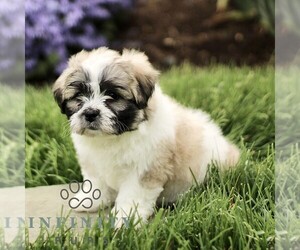 Zuchon Puppy for sale in RONKS, PA, USA