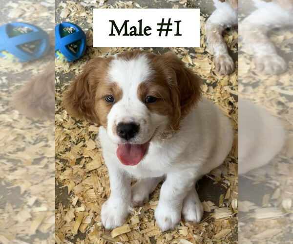 Medium Photo #3 Brittany Puppy For Sale in BATESVILLE, IN, USA