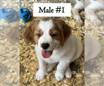 Puppy Mickey Brittany