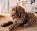 Small Photo #5 Poodle (Toy) Puppy For Sale in HONEY BROOK, PA, USA