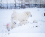 Small #8 Maremma Sheepdog