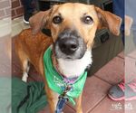 Small #1 Retriever  Mix
