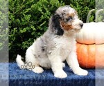 Small #3 Bernedoodle (Miniature)