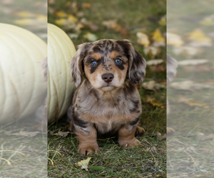 Dachshund Puppy for sale in BREMEN, IN, USA