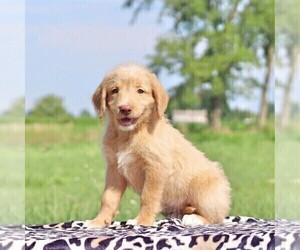 Labradoodle-Poodle (Standard) Mix Puppy for sale in BINO, PA, USA