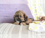 Small #14 ShihPoo