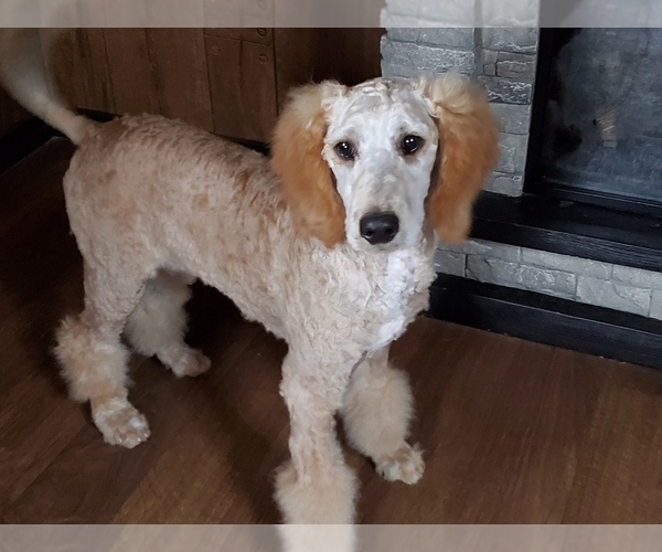 Medium Photo #7 Poodle (Standard) Puppy For Sale in COLORADO SPRINGS, CO, USA