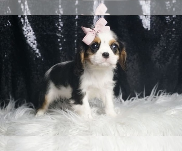 Medium Photo #7 Cavalier King Charles Spaniel Puppy For Sale in WARSAW, IN, USA