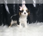 Small #6 Cavalier King Charles Spaniel