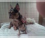 Small Photo #24 French Bulldog Puppy For Sale in GULLIVER, MI, USA